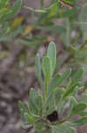 Bushy seaside tansy